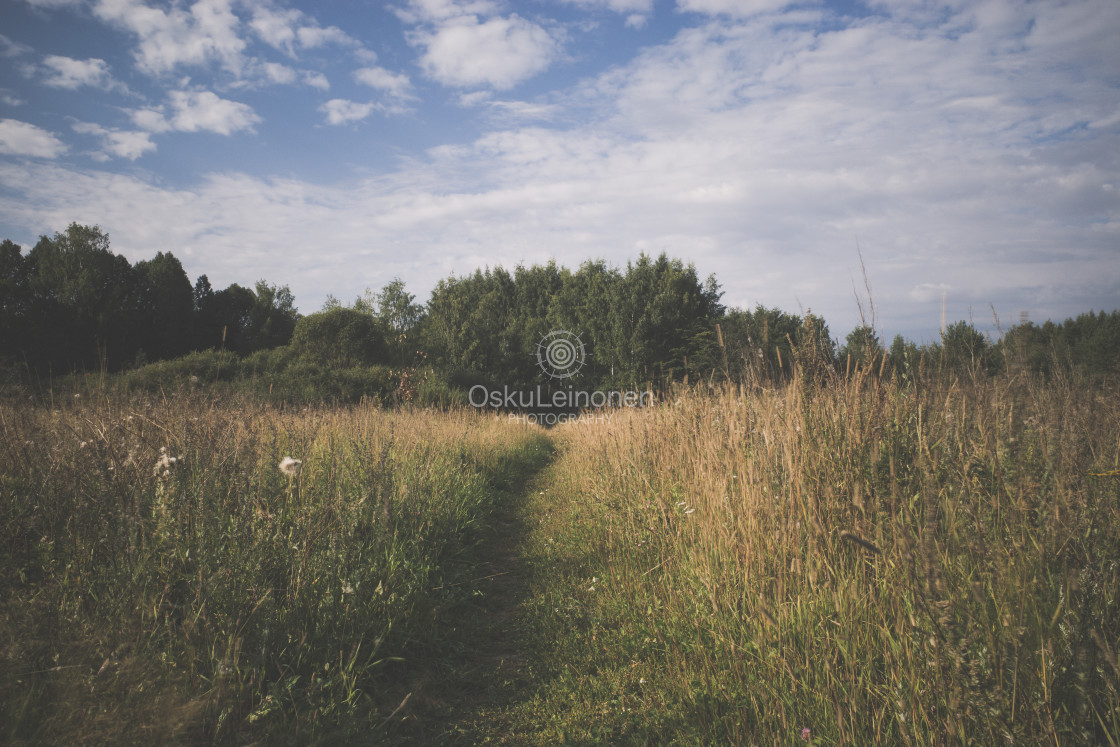 "Meadow XVII (Path)" stock image