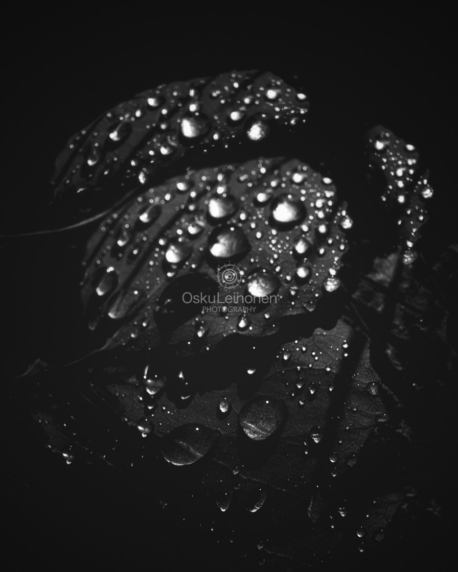 "Rain Drops Black And White I" stock image