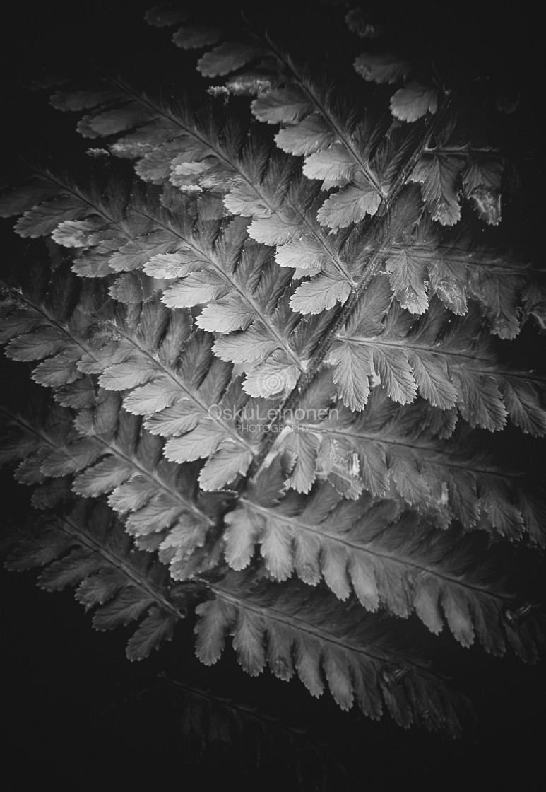 "Fern II (Structure)" stock image