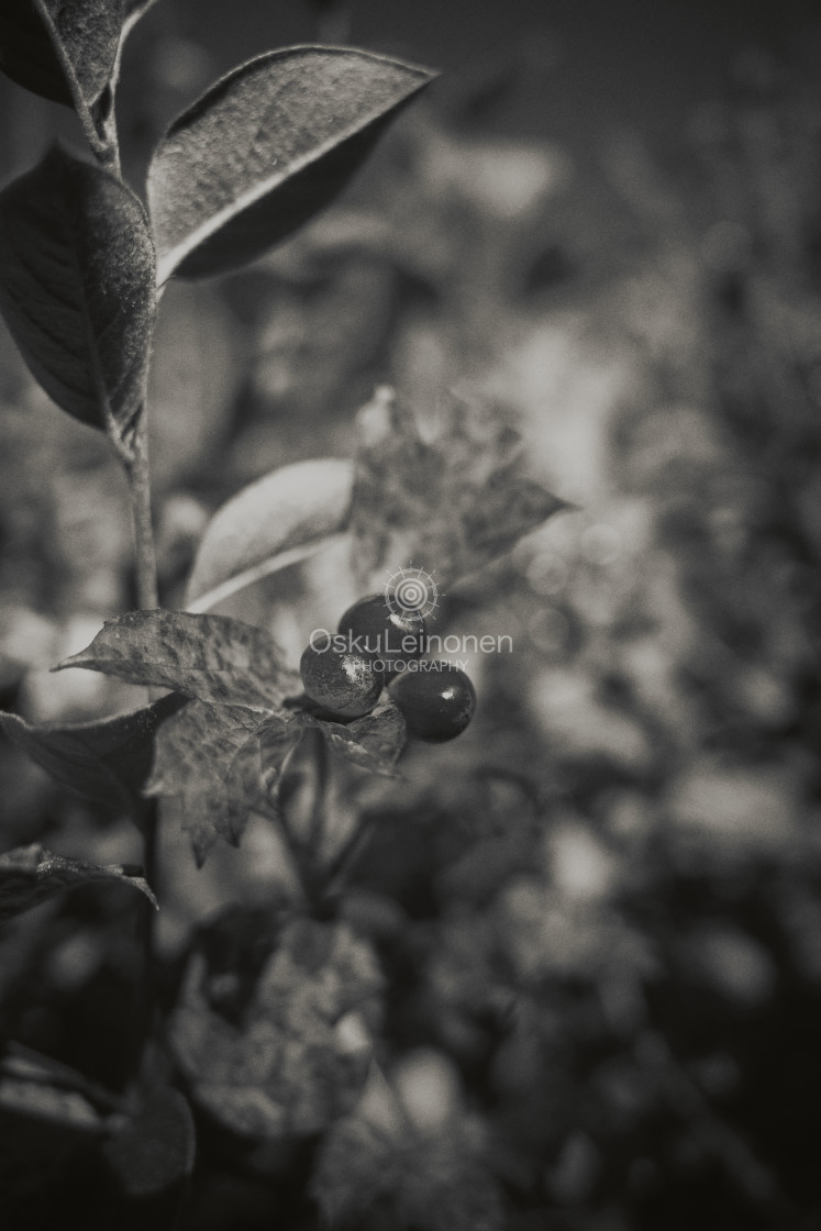 "Berry Bush (Black And White)" stock image