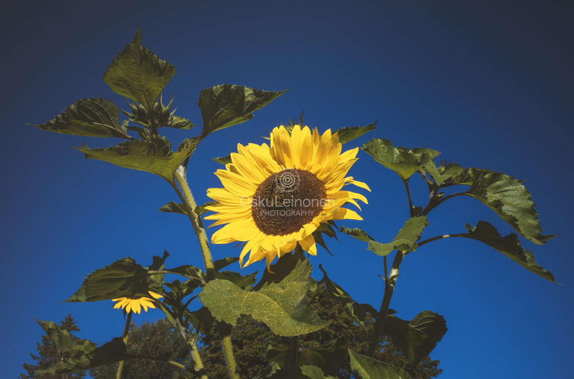 "Magnificent Sunflower" stock image