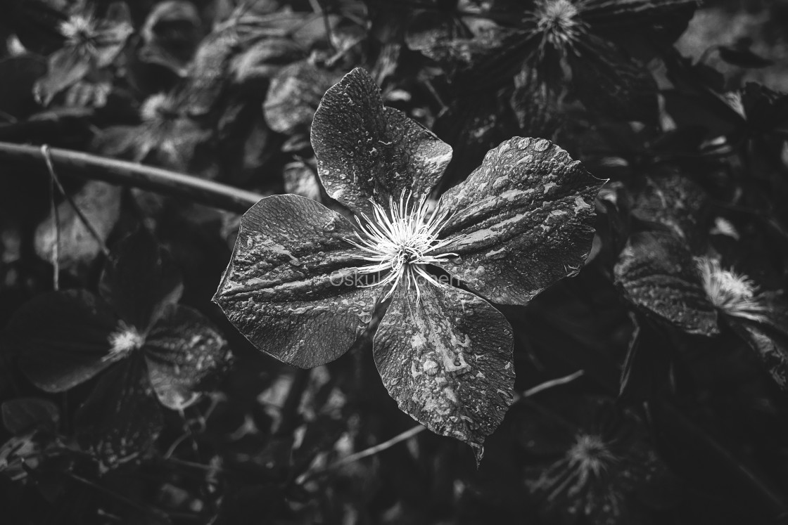 "Deep Black And White Flower II" stock image