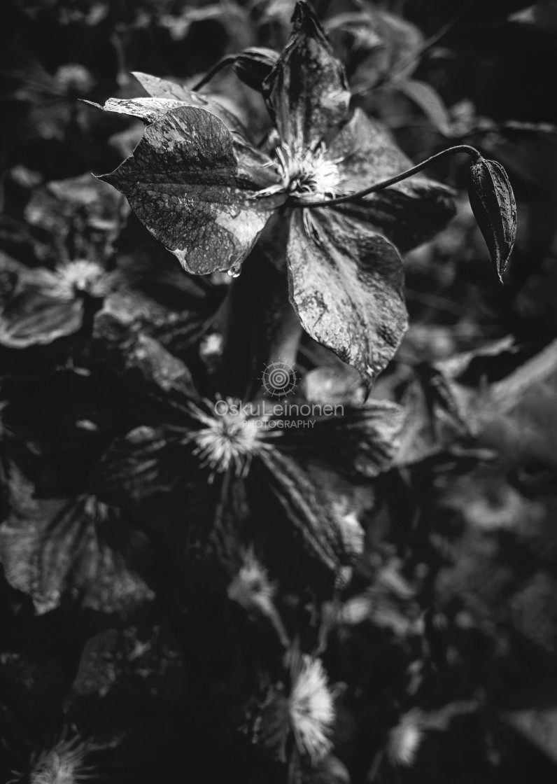 "Deep Black And White Flower I" stock image