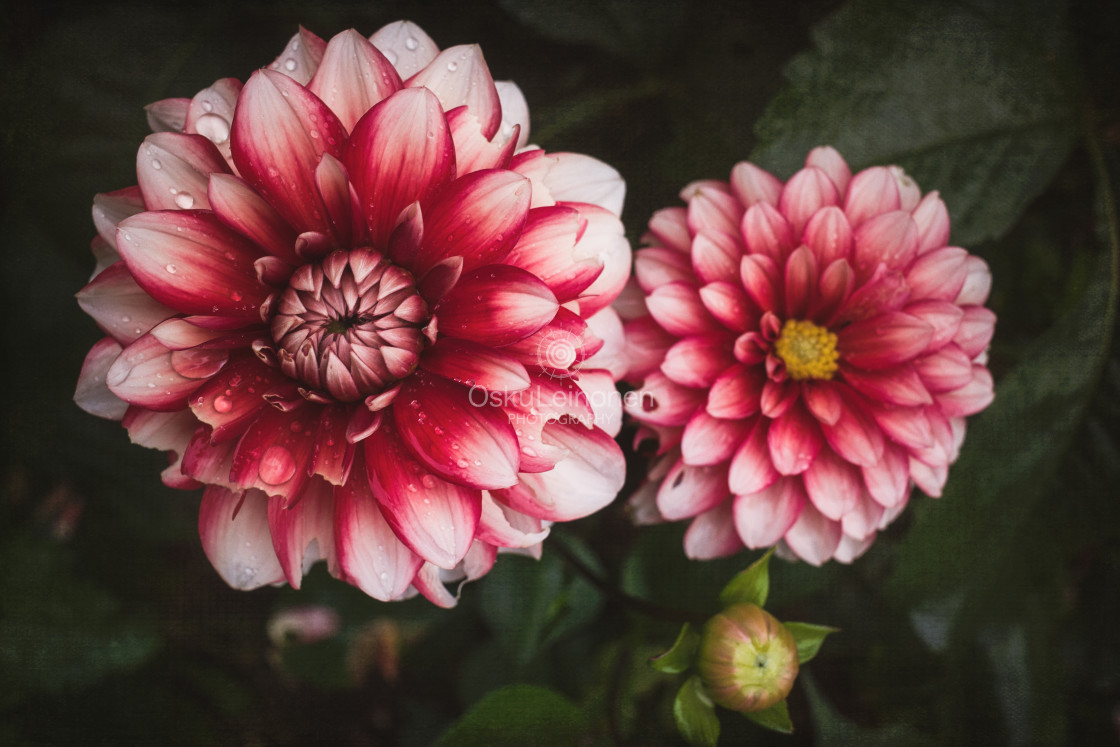 "Softly Textured Flowers IV" stock image