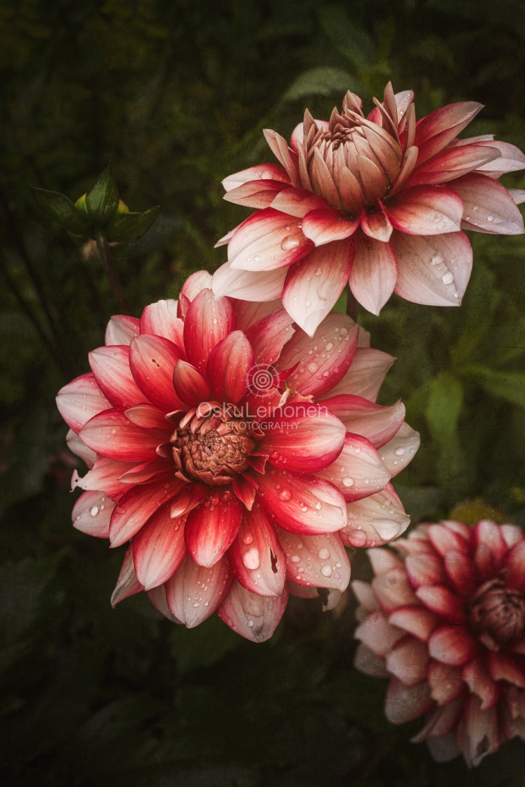 "Softly Textured Flowers II" stock image