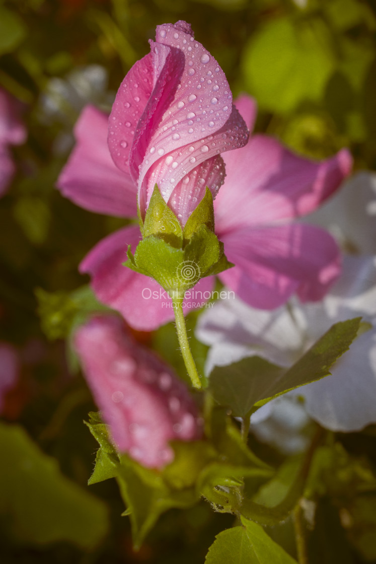 "Autumn Flower IV" stock image