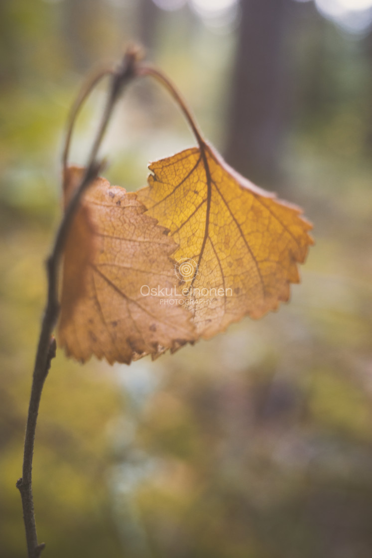 "Embrace II (Leaf Soft Colours)" stock image