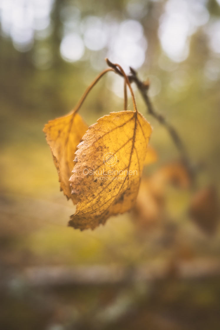 "Embrace I (Leaf Soft Colours)" stock image