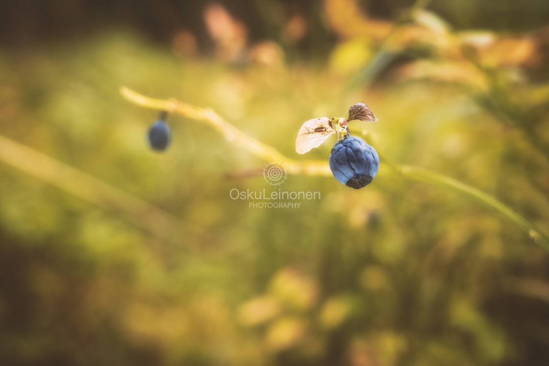 "Blueberry III (Old)" stock image