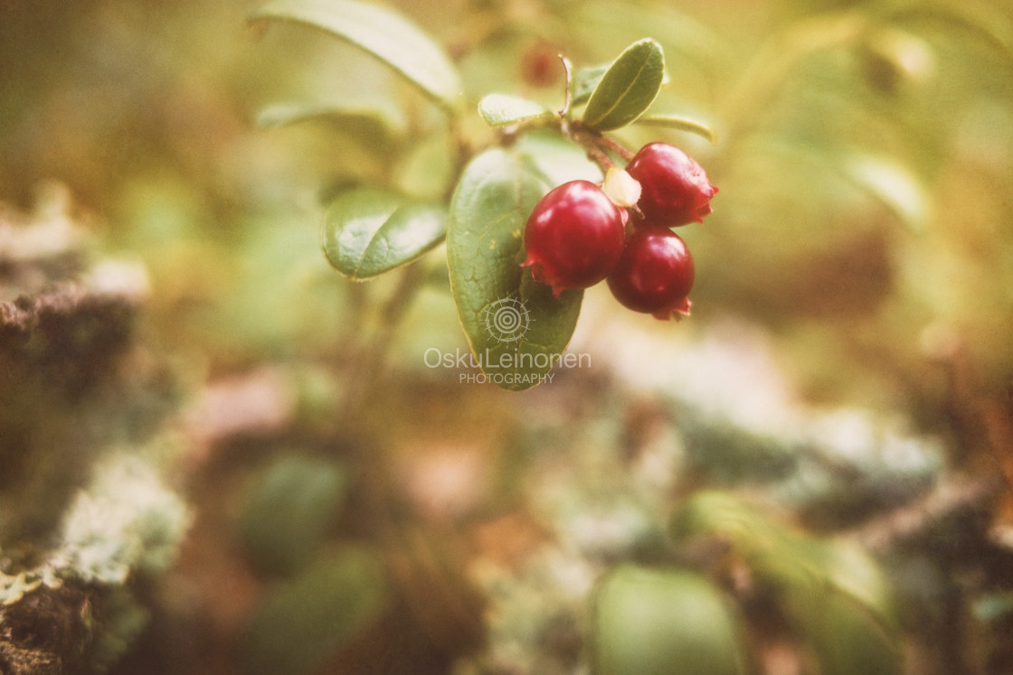 "Merging To Forest (Lingonberries)" stock image