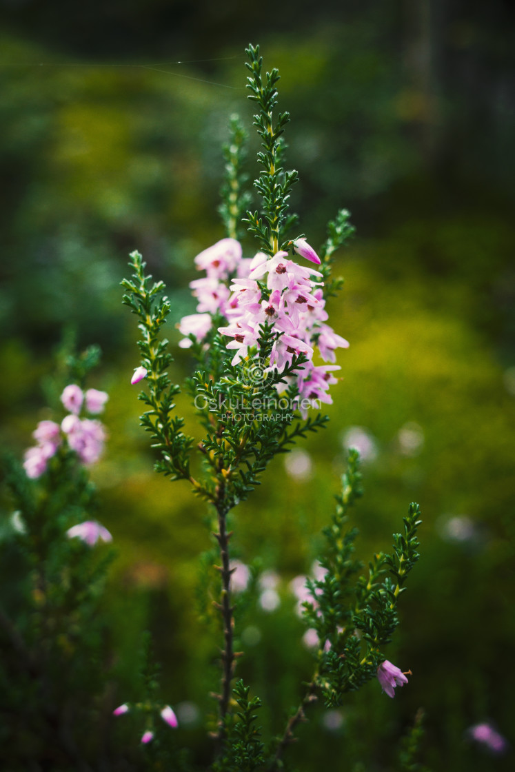 "Heather II (Forest)" stock image