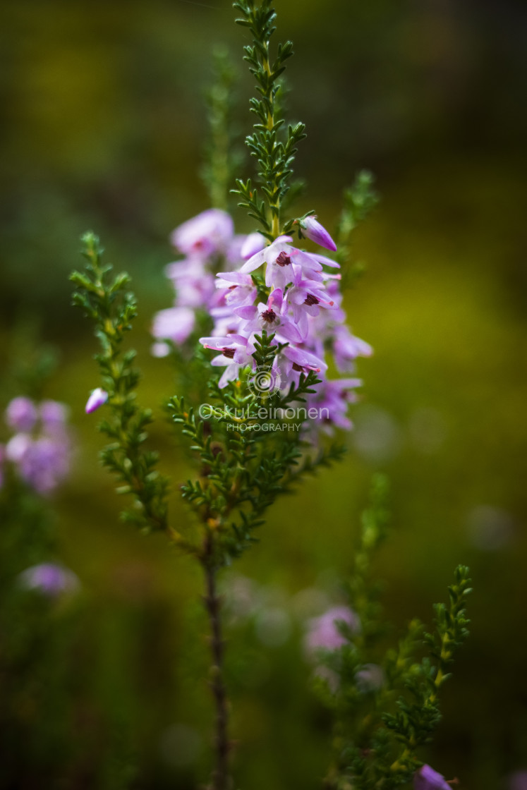 "Heather I (Forest)" stock image