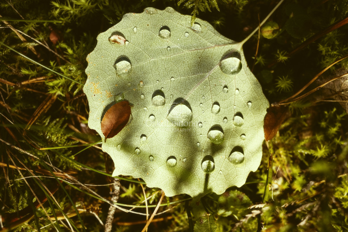 "Light In The Woods II (Leaf And Water Drops)" stock image