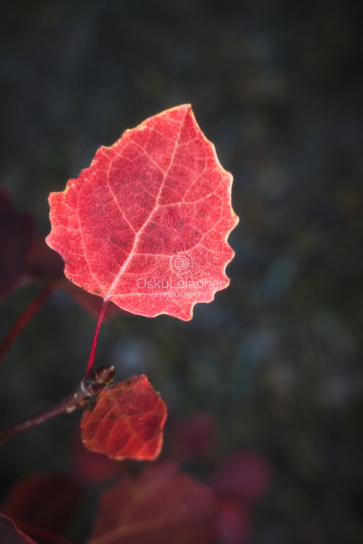 "Light In The Woods V (Red Leaf)" stock image