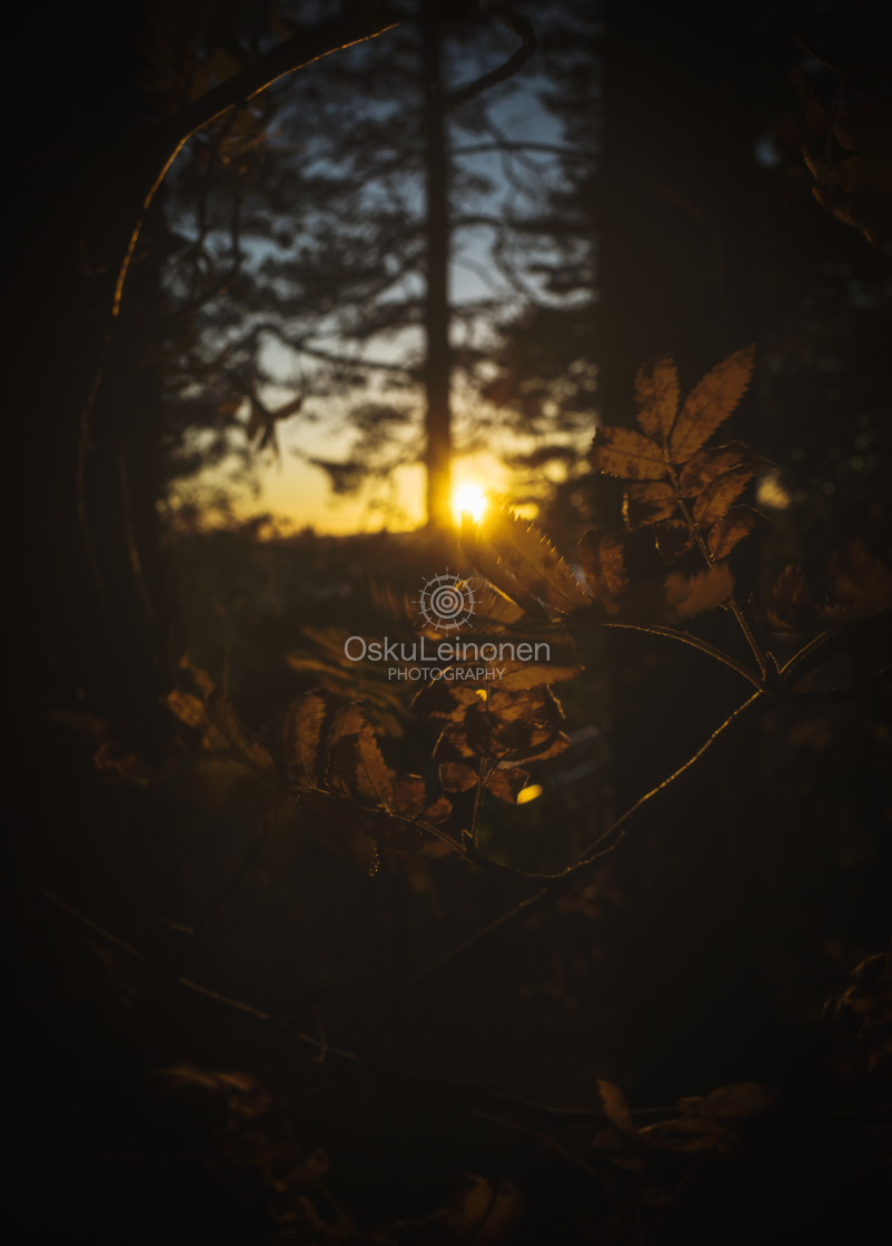 "Looking Through (Sunset Next To Tree)" stock image