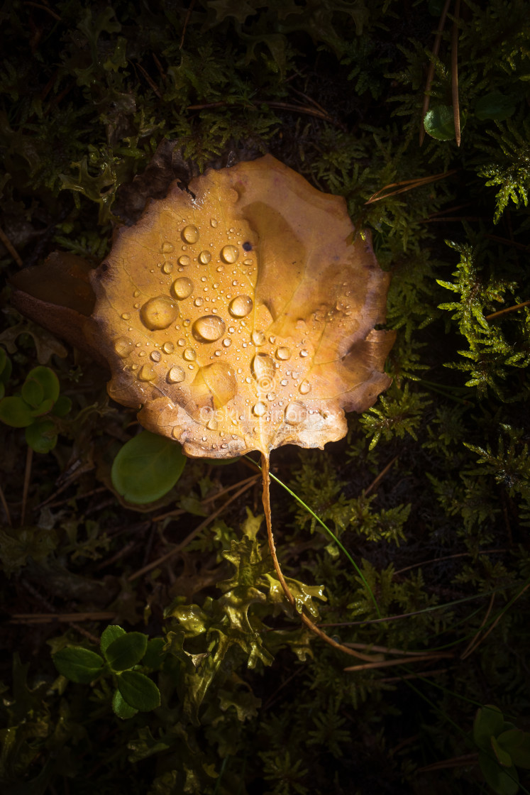 "Treasures In The Woods V" stock image