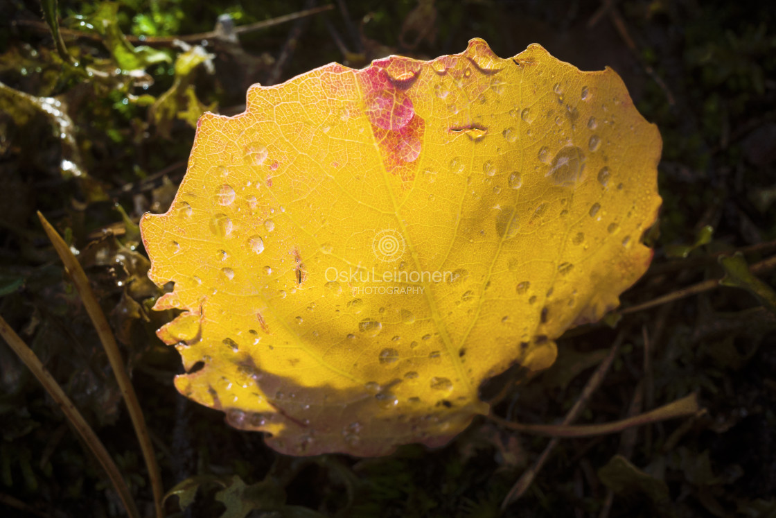 "Treasures In The Woods II" stock image