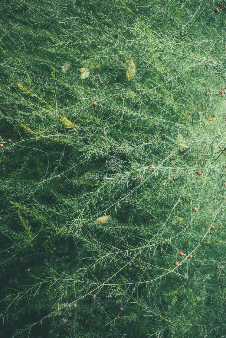 "Green Wall II (Plants)" stock image