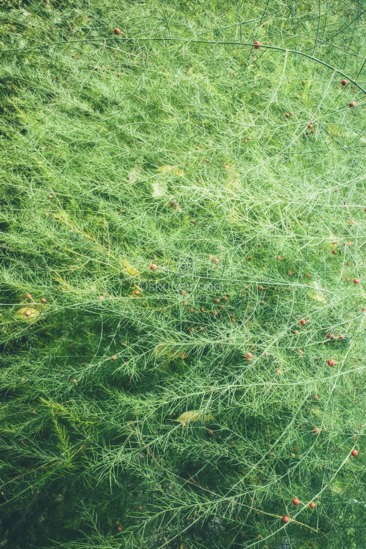 "Green Wall V (Plants)" stock image