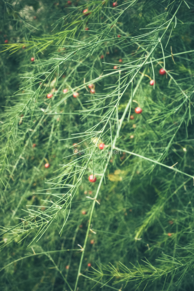 "Green Wall IV (Plants)" stock image