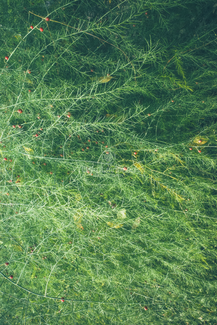 "Green Wall VII (Plants)" stock image