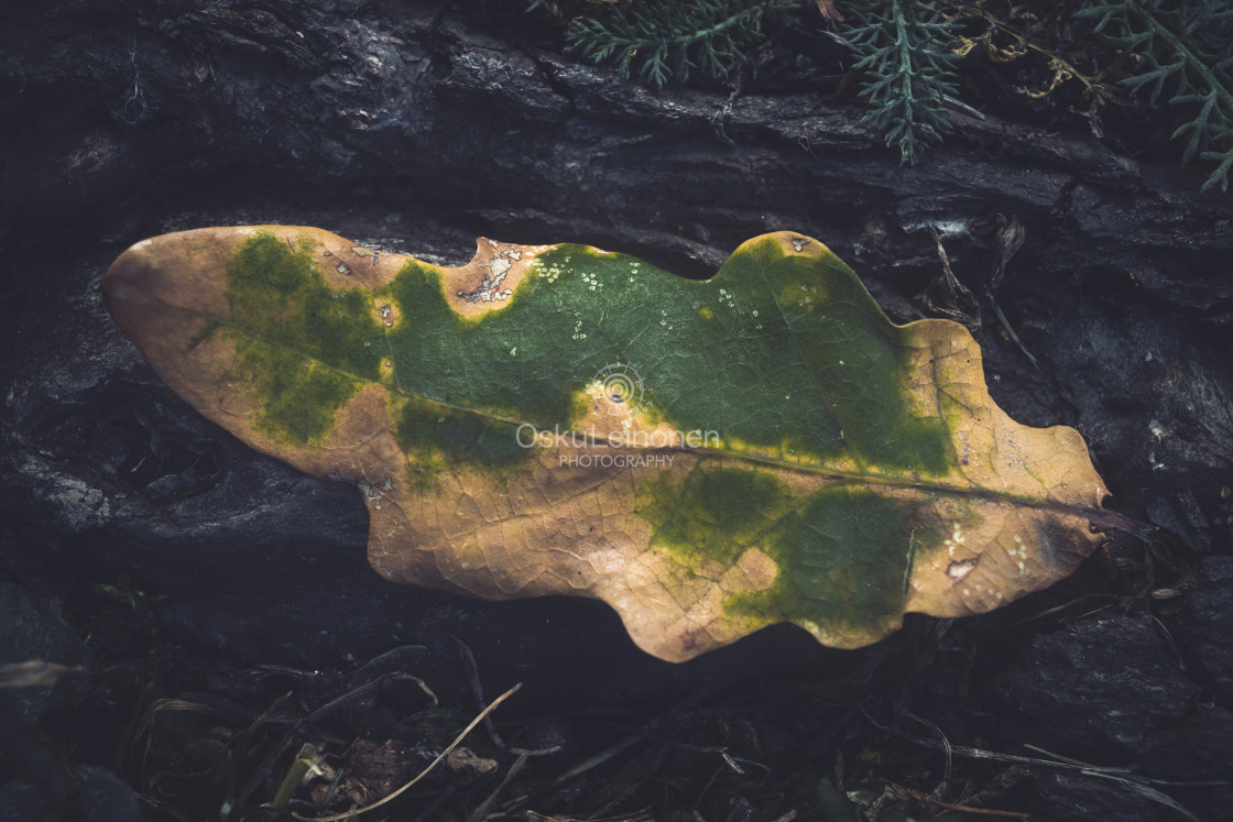 "Dry Leaf On The Root I" stock image