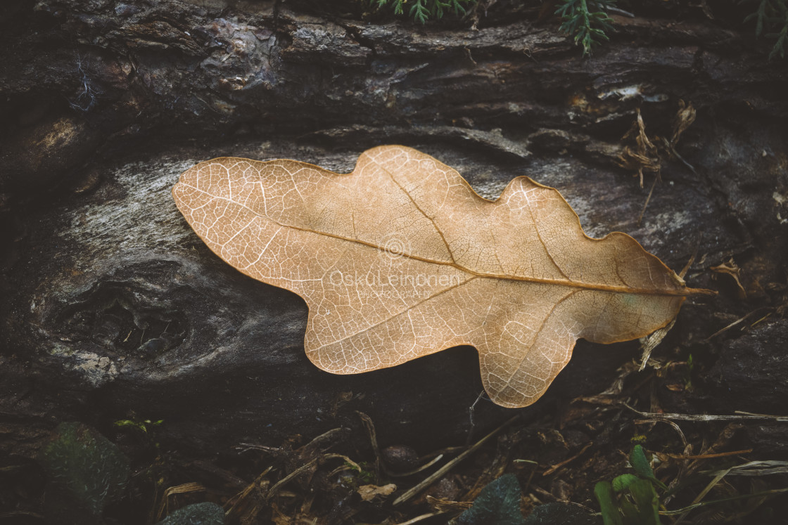 "Dry Leaf On The Root II" stock image