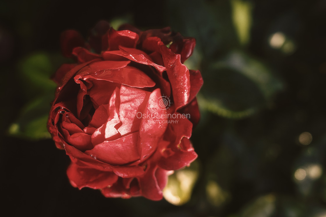 "Red Red Rose II" stock image