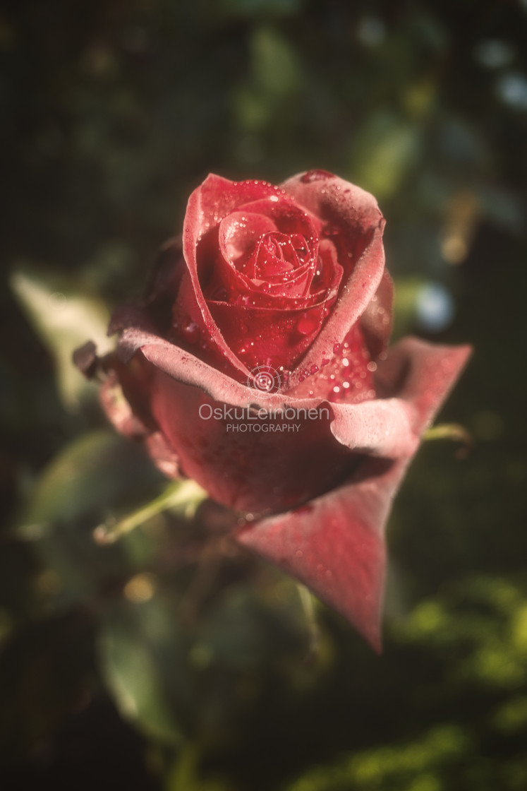 "Velvety Rose I" stock image