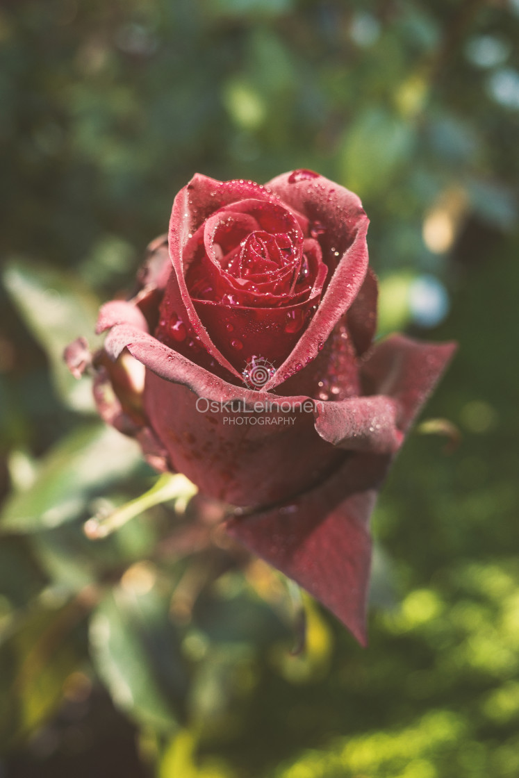 "Velvety Rose II" stock image