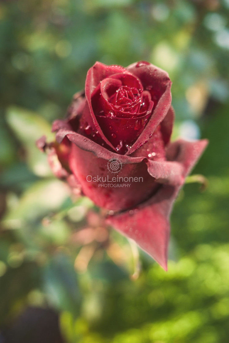 "Velvety Rose III" stock image