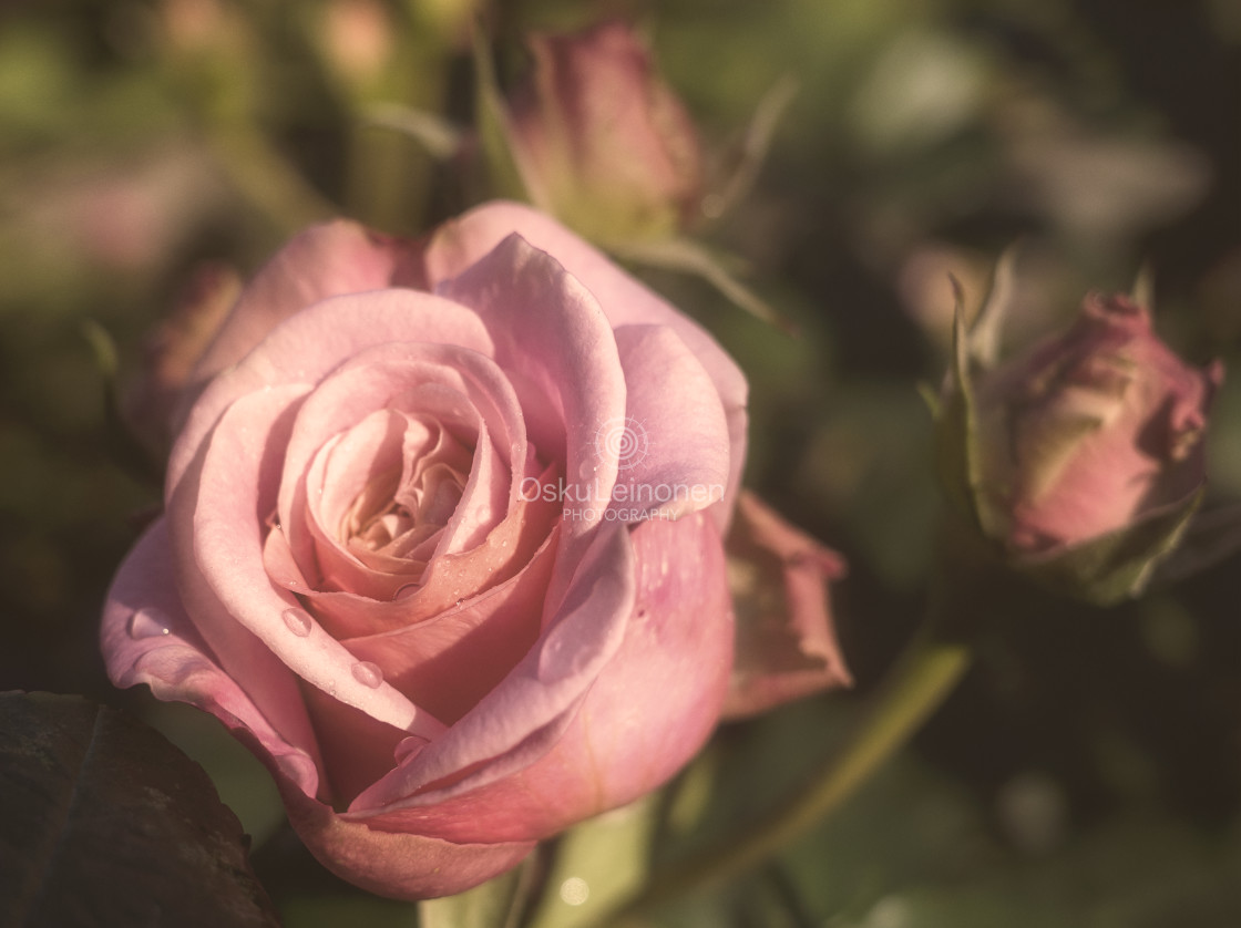 "Vintage Rose II" stock image