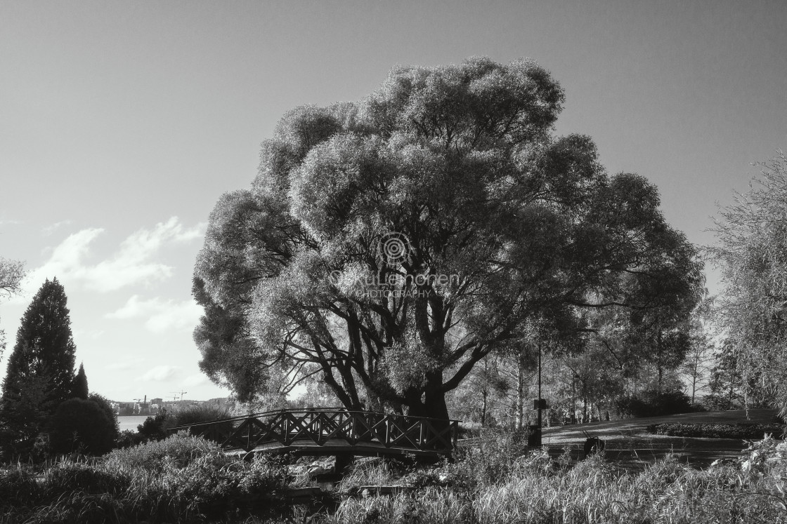 "Scenic Tree Black And White" stock image