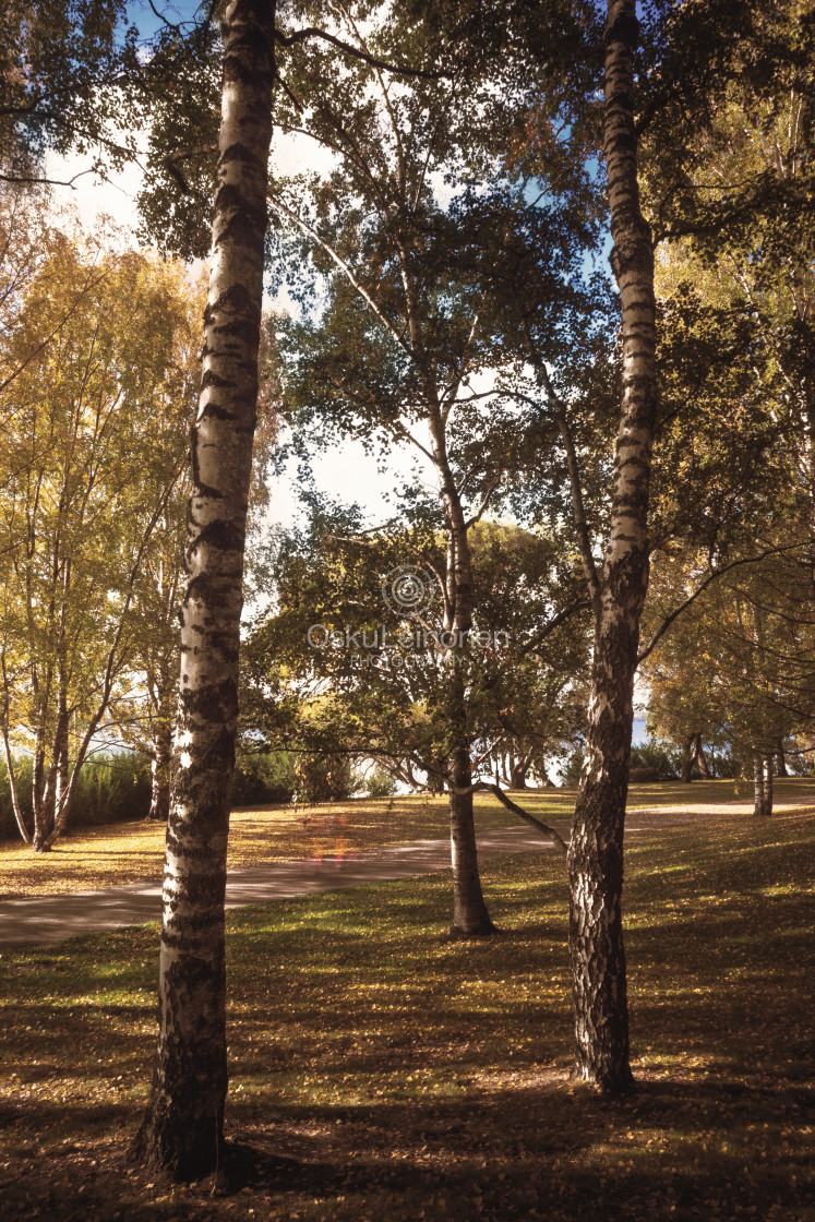 "Tree Trees" stock image