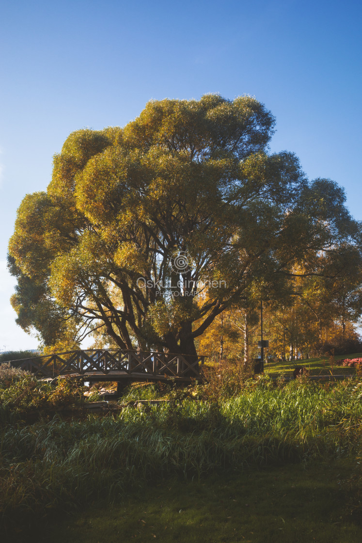 "Abundance I (Tree)" stock image