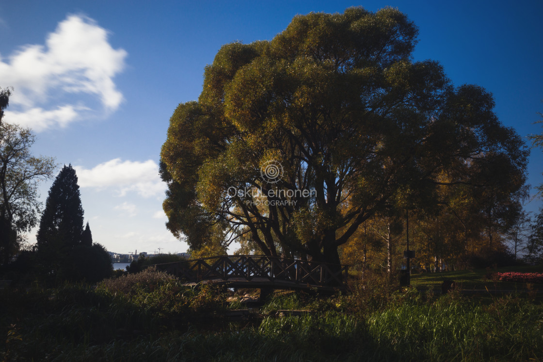 "Abundance II (Tree)" stock image