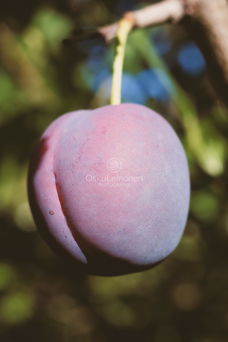 "Sweet Plum" stock image