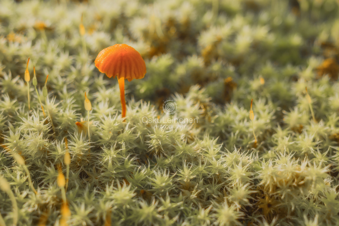 "Small World IX (Mushroom And Moss)" stock image