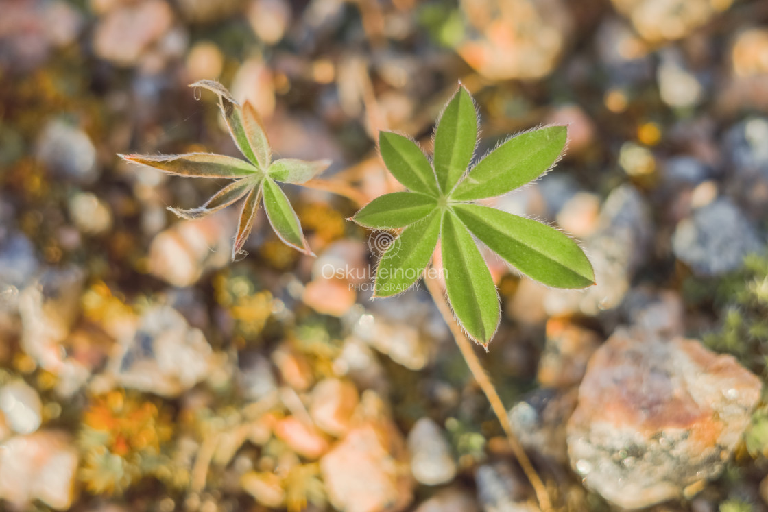 "Small World XI (Leaf)" stock image