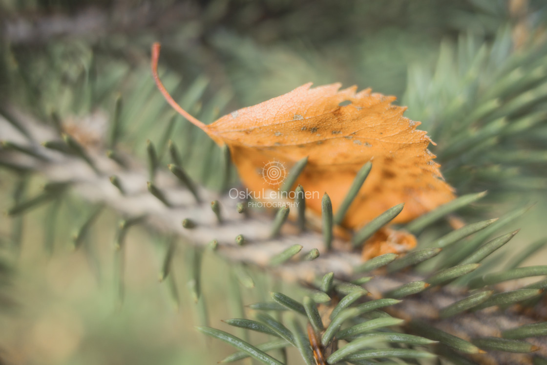 "Spruce XXXII" stock image