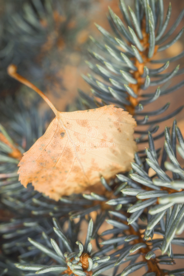 "Spruce XXXIII" stock image