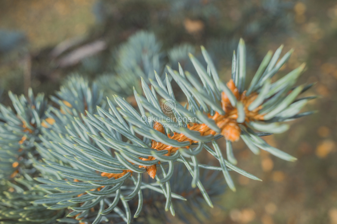 "Spruce XXII" stock image