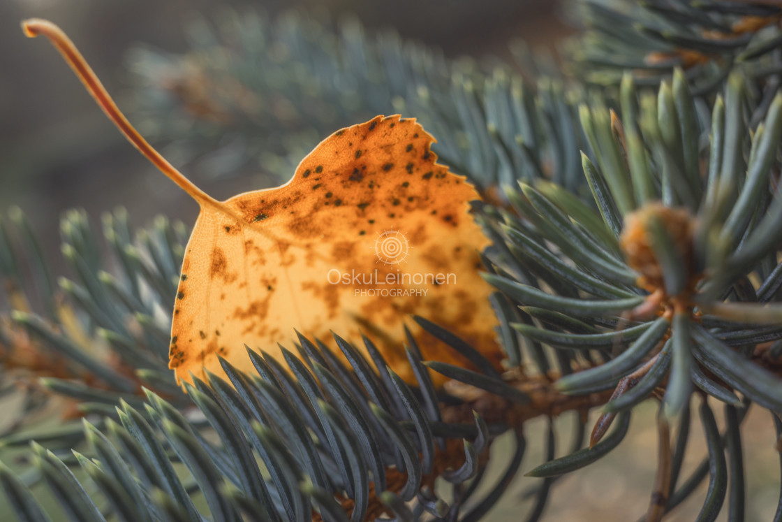 "Spruce XIX" stock image