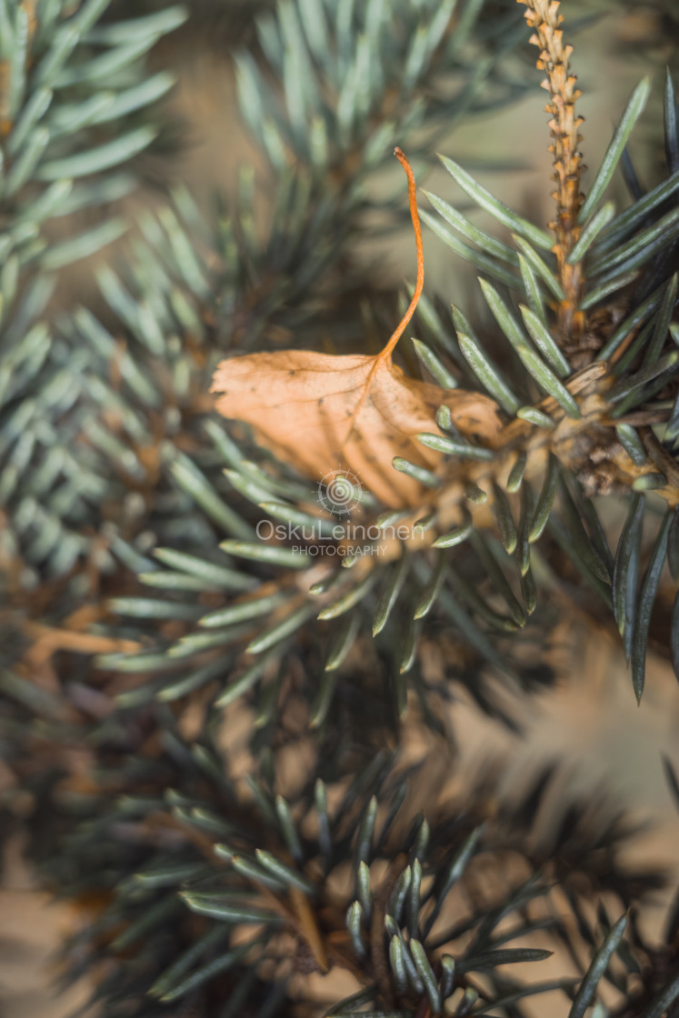 "Spruce XXI" stock image