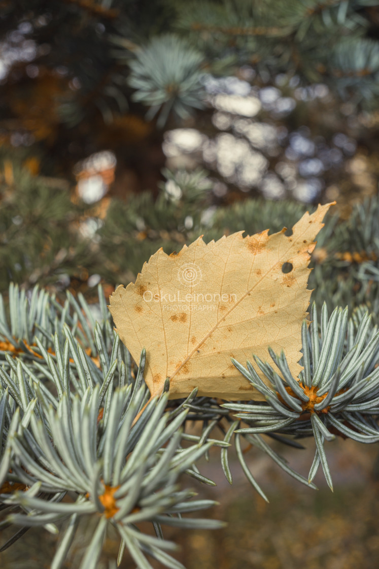 "Spruce XXVII" stock image