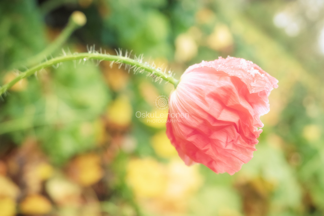 "Flowers And First Snow V" stock image