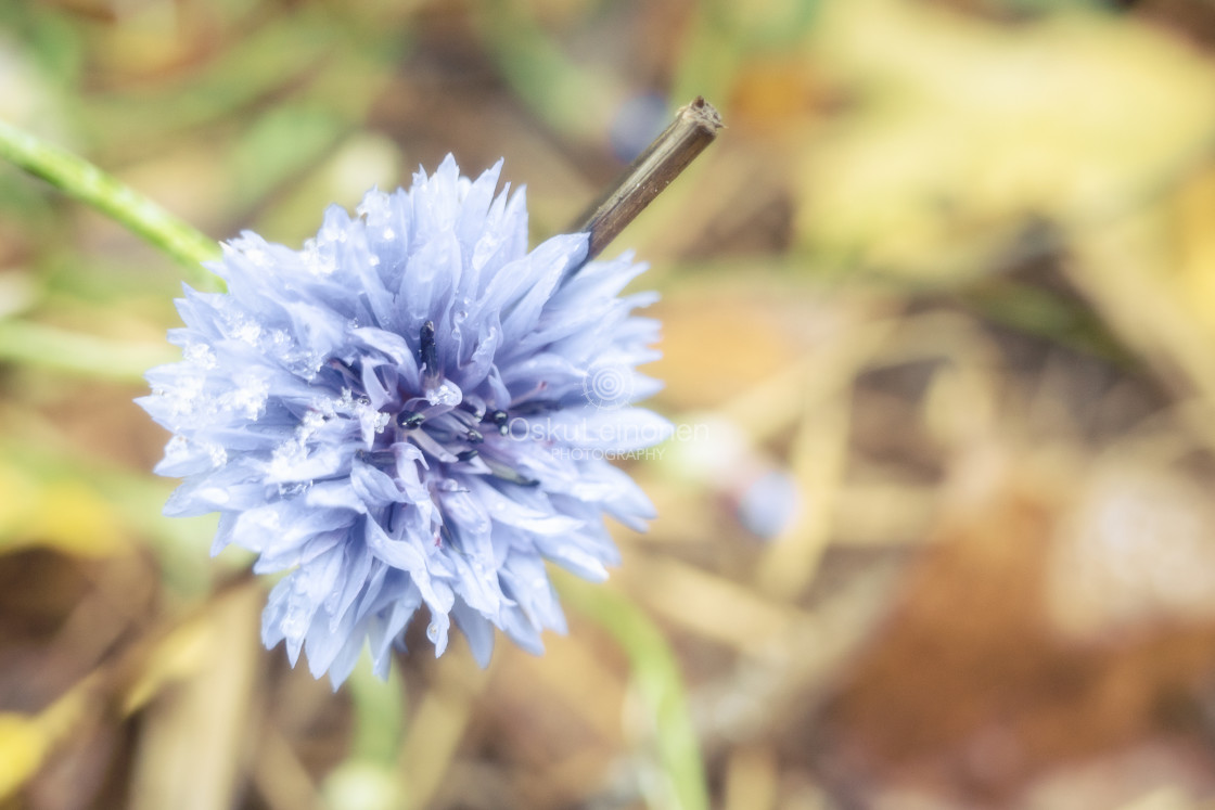 "Flowers And First Snow XIV" stock image