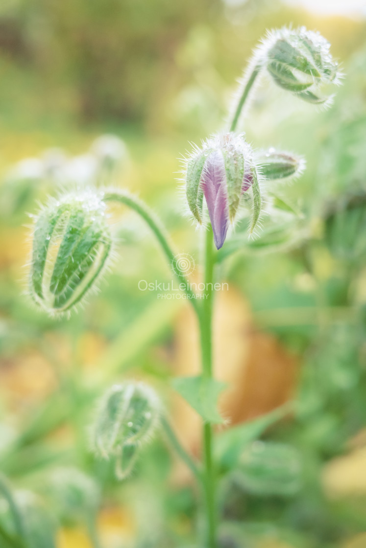 "Flowers And First Snow X" stock image