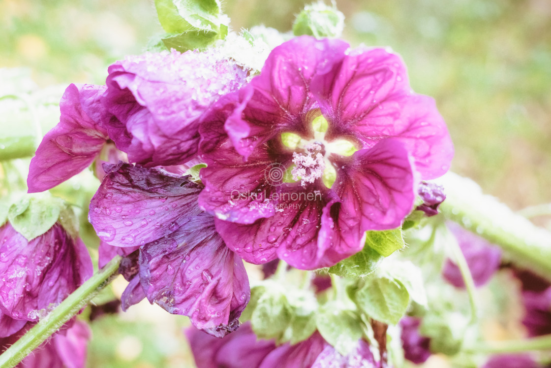 "Flowers And First Snow XVI" stock image