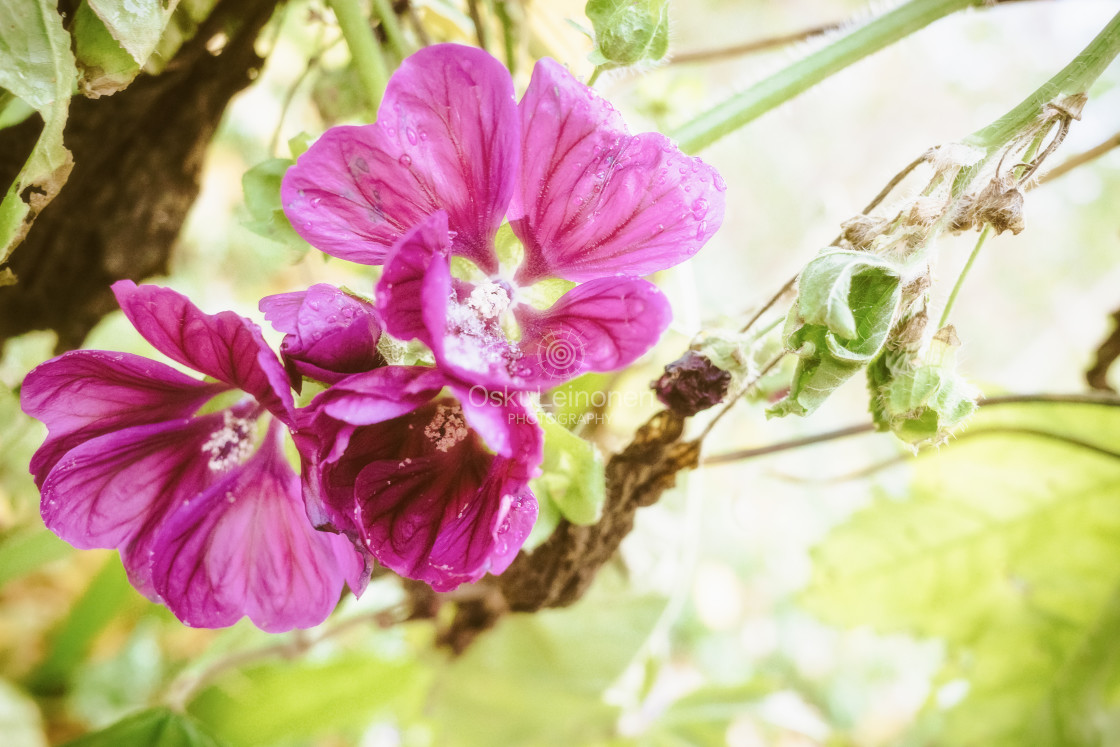 "Flowers And First Snow XVIII" stock image